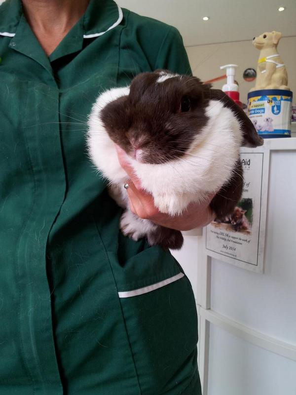 vets_alpha's tweet photo. Meet Lola! This very cute bunnie came to Alpha today for her nails to be clipped. She is adorable! http://t.co/bNydZN9jzY