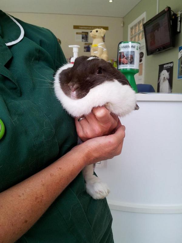 vets_alpha's tweet photo. Meet Lola! This very cute bunnie came to Alpha today for her nails to be clipped. She is adorable! http://t.co/bNydZN9jzY