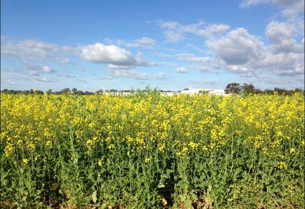 Azzaseed's tweet photo. Peaola over the fence! #bakerseedstrialsite #haymanpeas #bonitocanola #^weedcompetition #fixN #harvestboth http://t.co/lJhN9nnAwf
