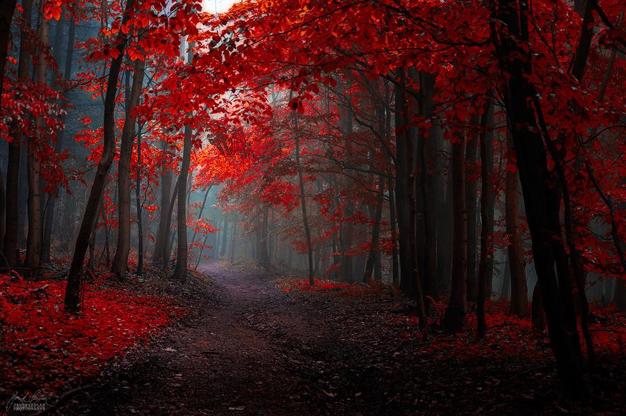 EL OTOÑO SE ACERCA CON MUY POCO RUIDO...* - Página 6 BycPaVUIAAAlHe6