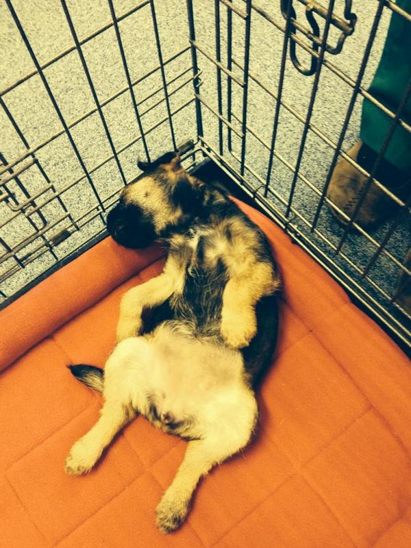 ashtreevet's tweet photo. It's a hard life being a #puppy @ashtreevet ! 
#cute #dog #friday #fridayfeeling #Sleepy http://t.co/1UG9Zf7Nxm