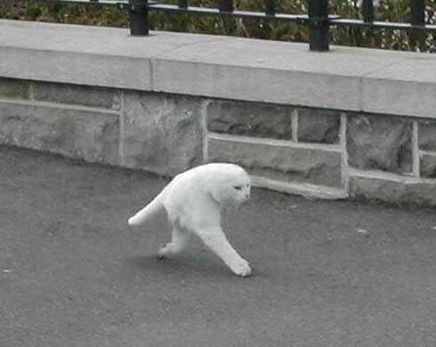kawanekopic's tweet photo. Googleストリートビューに映り込んだ猫がやばいと話題に https://t.co/7XW0FkOcct