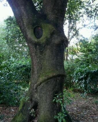 ThePoke's tweet image. Here's that tree that looks a lot like Nigel Farage.

#ukip #ukip14