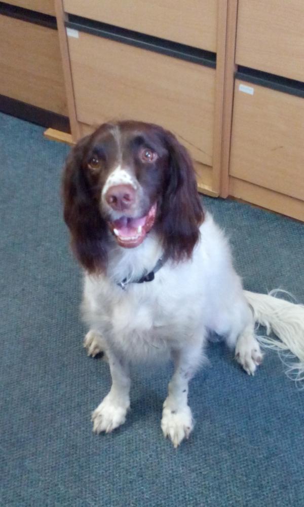PDi_Insurance's tweet image. Meet Rye a member of the PDi team! #petinsurance #doglover