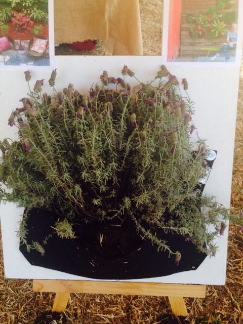 podplants's tweet photo. Lavender in full bloom. Perfect in a Monopod. #verticalgardens http://t.co/lJqWUvAWec