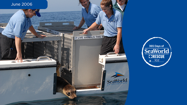 SeaWorld's tweet image. Peek-a-boo! This sweet elephant seal was rehabilitated at SeaWorld San Diego and returned to the wild!