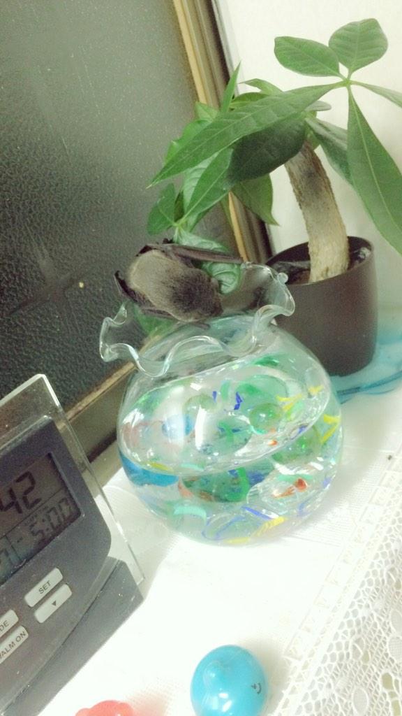 次々と家にコウモリが現れる一家の様子がなんかじわじわくる→「コウモリVSお父さん」案件まとめ (2ページ目) Togetter [トゥギャッター]