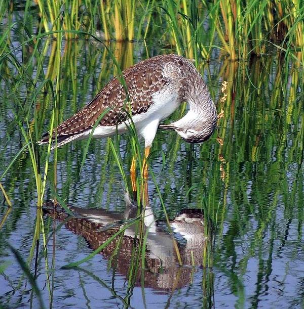 SCShorebirdProj's tweet photo. RT @USFWSRefuges: Lesser yellowlegs at CA's Merced Natl #Wildlife #Refuge http://t.co/1pXtAVQv5A Cindy Jacobo photo http://t.co/rlLasRjjTG