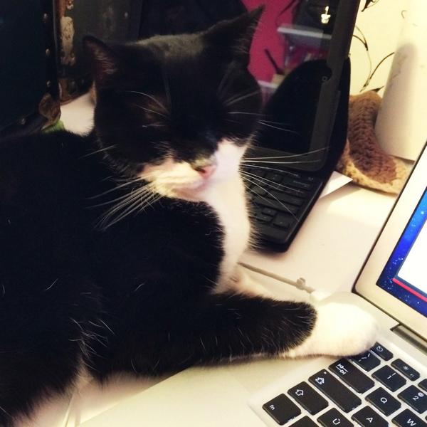 gwenzez's tweet image. I will totally almost maybe share this keyboard with you. #codingcat #coding