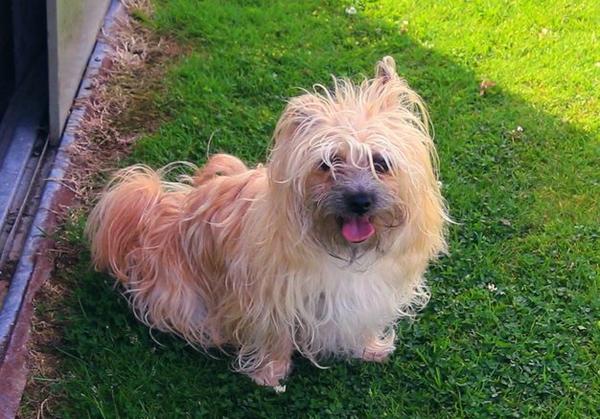 CarryMeHomeDoc's tweet photo. This cheeky chappy is always trying to "catch the pigeon" #mutley try and spot his cameo in the film! #carrymehome http://t.co/VLiaU9yIKQ