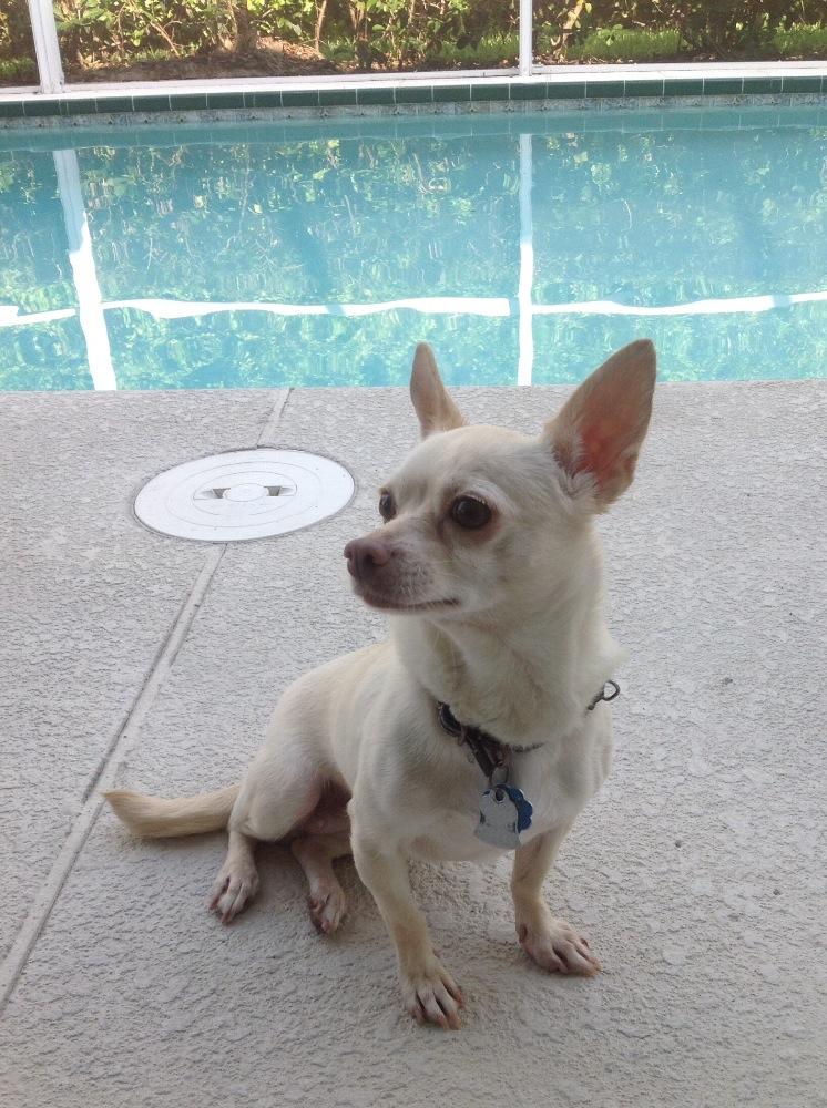 CHSSafety Harbor on Twitter "Oct. 5 is the Blessing of Animals at The