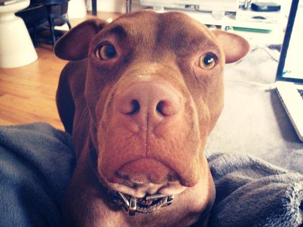 NYPDPaws's tweet photo. Rose was victimized in Florida, saved by @nycscr, &amp; is now a NYC resident!~Abuser to do 5 yrs! http://t.co/DCMIoSesIV http://t.co/4ztht2uInE