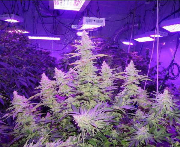 MarijuanaFarmers tweet media