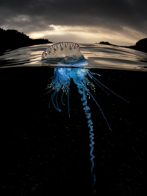 FaculMarUCN's tweet photo. Hermosa fotografรญa de una Carabela Portuguesa (Physalia physalis).
Autor: #MathewSmith http://t.co/laGQU8VYVr