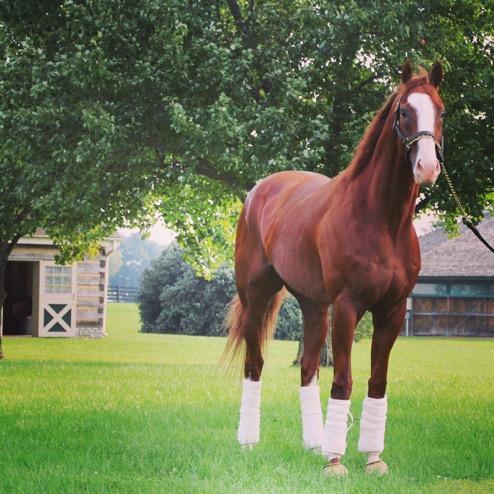Will Take Charge taking in the scenery just after arriving at Three Chimneys Farm.