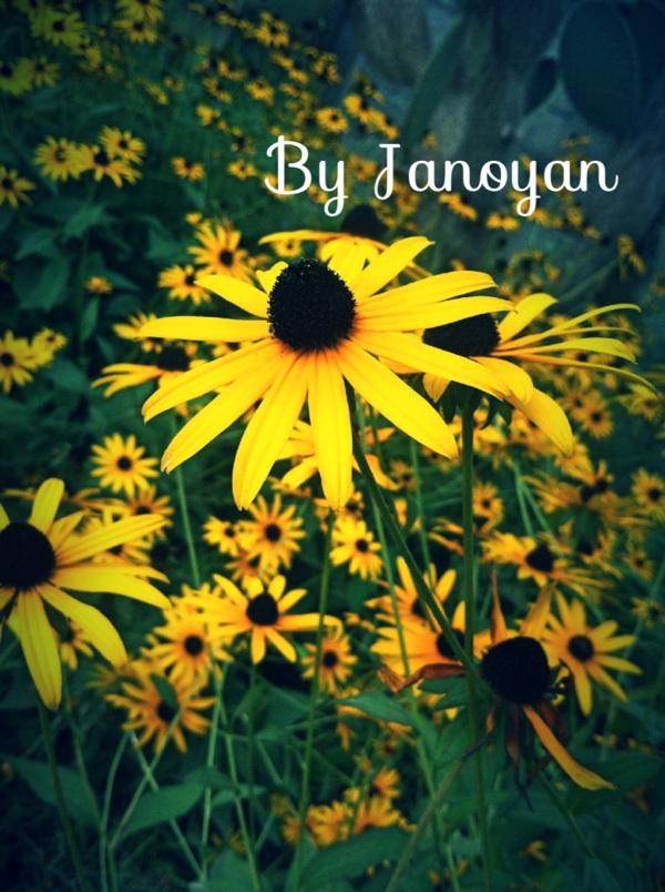 #yellow #flower #black #holidays #summertimes #summer #hot #at #batumi #sunny