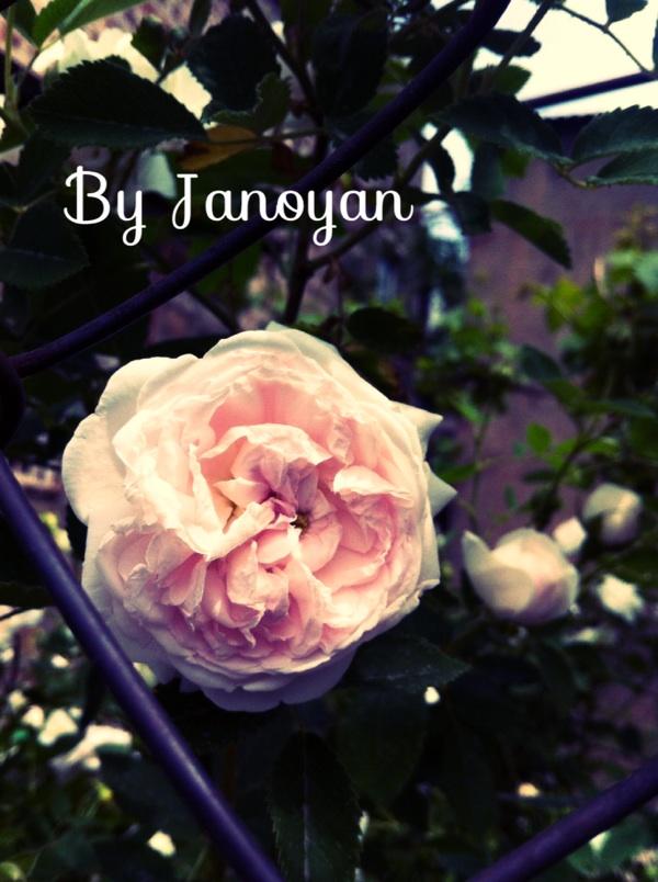#Flower #Pink #rose #by #me #cool #nice #perfect #photography