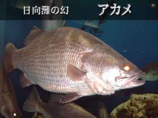 ビワコオオナマズのTwitterイラスト検索結果(古い順)。