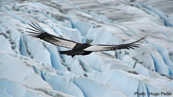 fprever's tweet photo. #Condor : envergure jusqu'à 3,50 m, taille jusqu'à 130 cm, poids moyen observé de 9 kg à 12 kg #fprever http://t.co/3uhyixGqHV