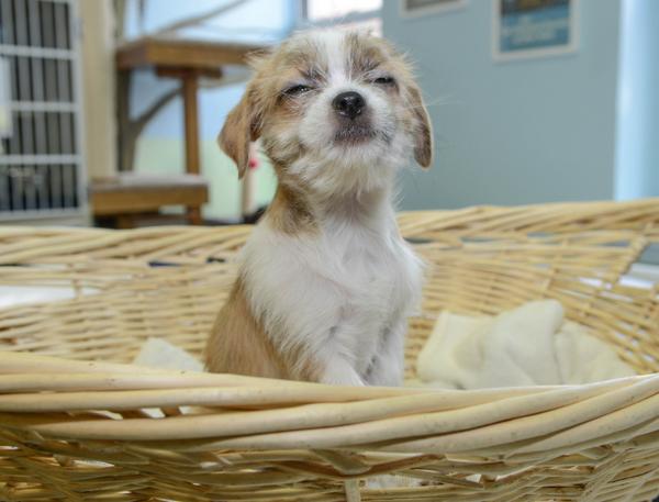 HumaneSocietyNY's tweet photo. @msjwilly really extremely adorable cute adoptable animals usually works! >^..^< http://t.co/Q8O8sdFqnS