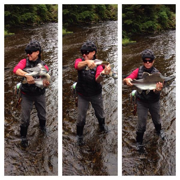 suzanchaffin's tweet image. #humpysalmon #alaska #flyfishing