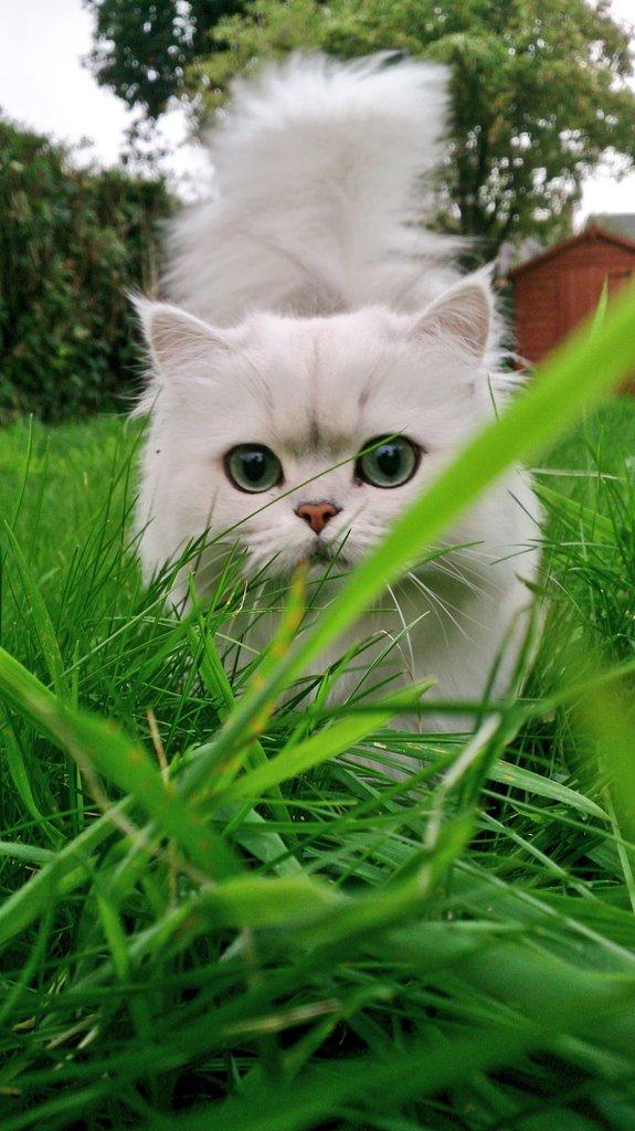 MrPicklesKitten's tweet photo. Been chilling in the garden today, keeping out of the way of the horror that is happening inside... #Humanlarvae http://t.co/XgWHmqNxlO