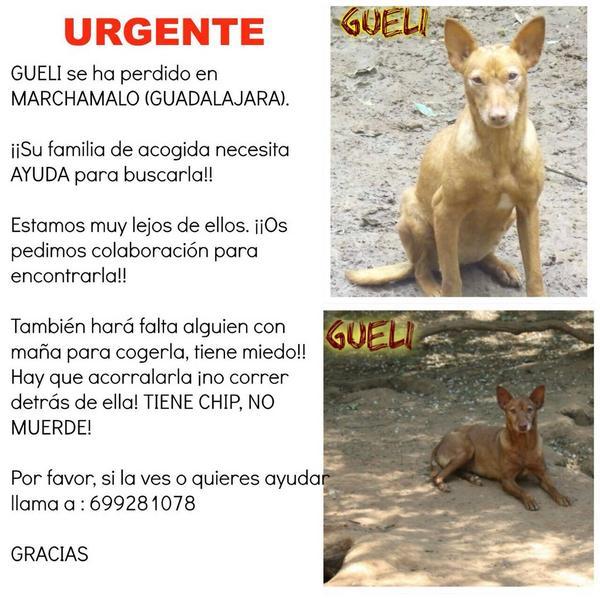 REFUGIOLACANDEL's tweet photo. AYUDA EXTREMA!#GUELI ha llegado hoy a Guadalajara,es muy asustadiza y se a ESCAPADO! NECESITAMOS AYUDA http://t.co/mfFRhKNU6y