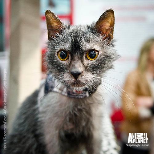 AnimalPlanet's tweet photo. What does a werewolf and a cat have in common? Meet the Lykoi cat: http://t.co/wgYN1I2zOM http://t.co/VMcmiI5Qd6