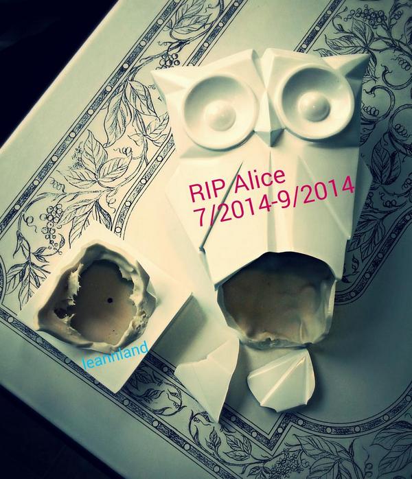 Don't let Alice fall from your table to a concrete floor...#sad, #LeannLand, #epicfail, #O2Reality