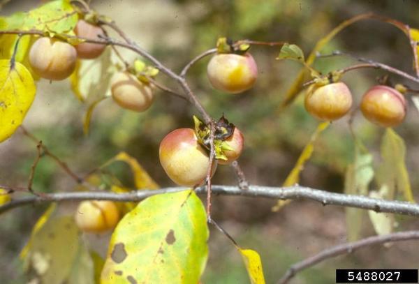 BobStewart723's tweet photo. #InterestingTrees #Persimmon (Diospyros virginiana) Native North American tree with edible fruit. http://t.co/JhPzUc5quo