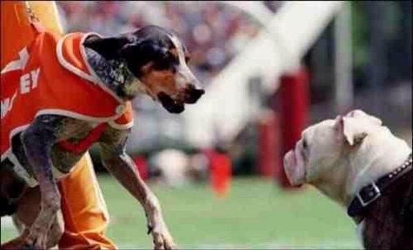 KeithPantling's tweet photo. 2 dogs. 1 bone. #GBO http://t.co/eYxdLi6KUA