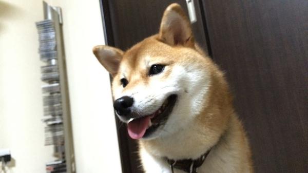 nrbq's tweet photo. うちの犬 http://t.co/eQT22lddfM