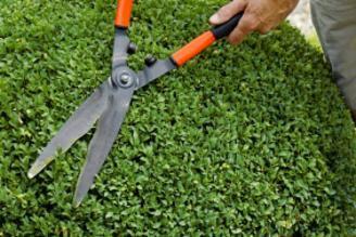 Tip: Zorg dat je gereedschap scherp is en dat je tussendoor de sappen van de buxus van je gereedschap afspoelt.