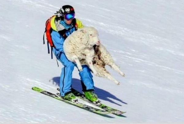 Farming_bants's tweet photo. What shepherds in Lapland look like... http://t.co/7unzmJcMhf