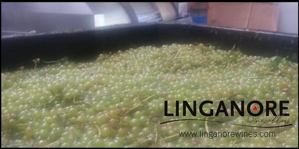LinganoreWinery's tweet photo. Crushing Cayuga which will become our  White Raven &amp; Skipjack. What's your fav Linganore wine? #Harvest2014  #MDwine http://t.co/4C4je4fHB8