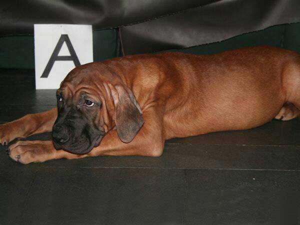 ペットショップさくら 土佐犬子犬販売 男の子 オス 赤毛 5 12産まれ 京都府ブリーダー とてもお利口さんです 詳細はこちら Http T Co Px0ozbhydd 土佐犬 子犬 オス 赤毛 京都府 ブリーダー Http T Co Ezifpf1waa Twitter