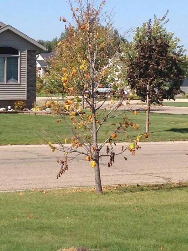 colenelson8's tweet photo. I hate fall #damnit http://t.co/TwmvkRVkm0