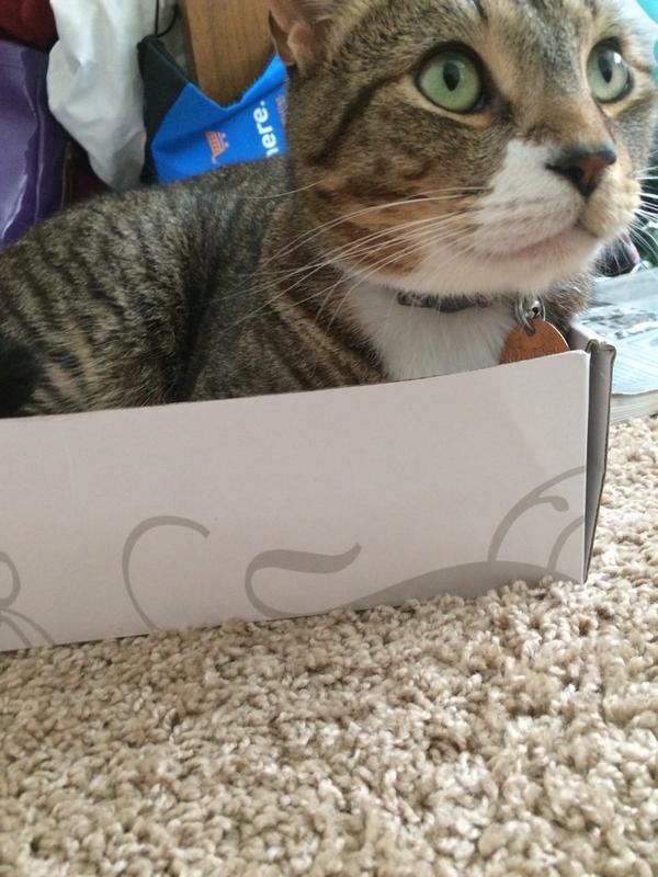MisssMayaa's tweet photo. What a cutie #TooFatToFit http://t.co/CxZmxXsT3R
