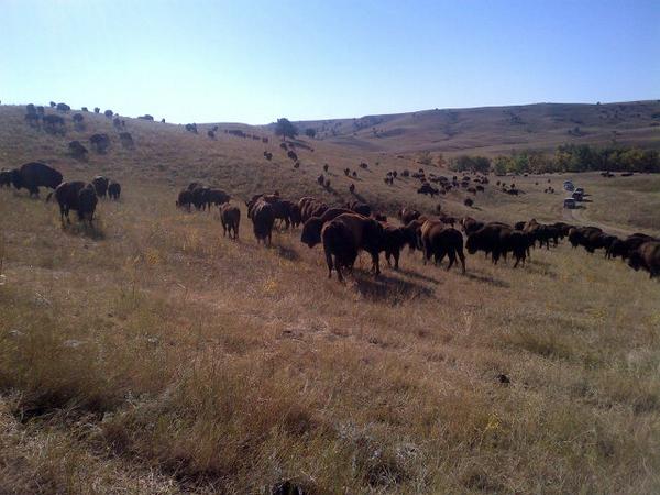 LeaderJohnThune's tweet photo. Buffalo graze on the hillside in Custer State Park prior to the annual Black Hills Roundup. Can't beat it! #SDFall http://t.co/569cKAR03v