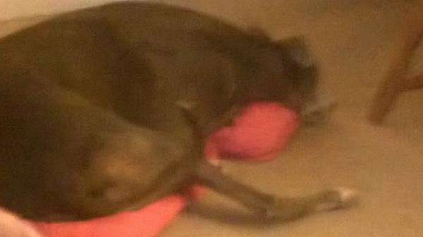 This dog is a fucking pussy, it's whining at me