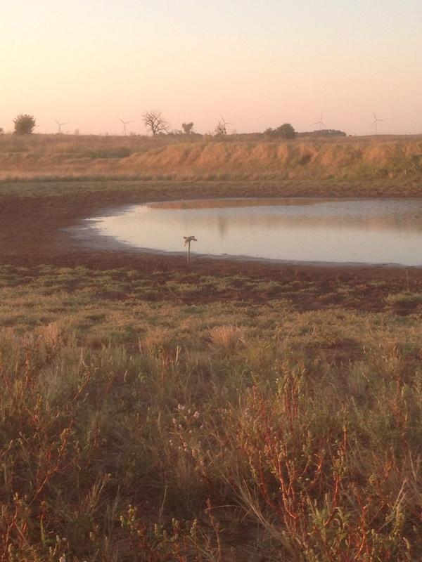 Slow night #mojoislonely