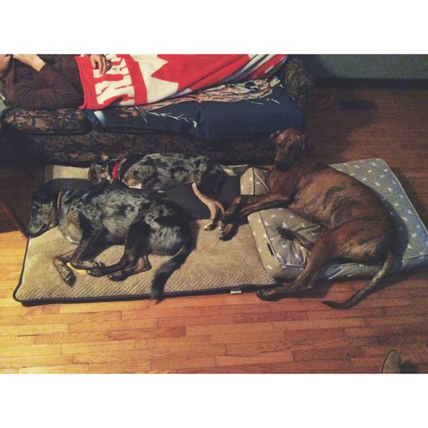 Big ol' pile of rescues. #adopt