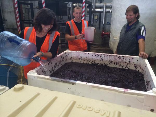 Adding grape spirits to some bins of Perli Zinfandel to make some delicious #Zinfandel Port!