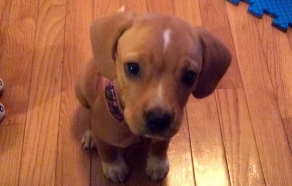 FundAPetMiracle's tweet photo. PLS RT - Junie - beagle pup rescued, suffered hairline fracture, req follow-up care/training
http://t.co/ag9kmHNLj6 http://t.co/qjdCpmQ1ww