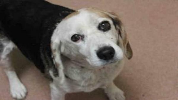 FundAPetMiracle's tweet photo. PLS RT - Sabastain - 10 yo Beagle saved from kill shelter, needs some polyps/masses removed
http://t.co/95fAxjAL8d http://t.co/yeAarMTcrK
