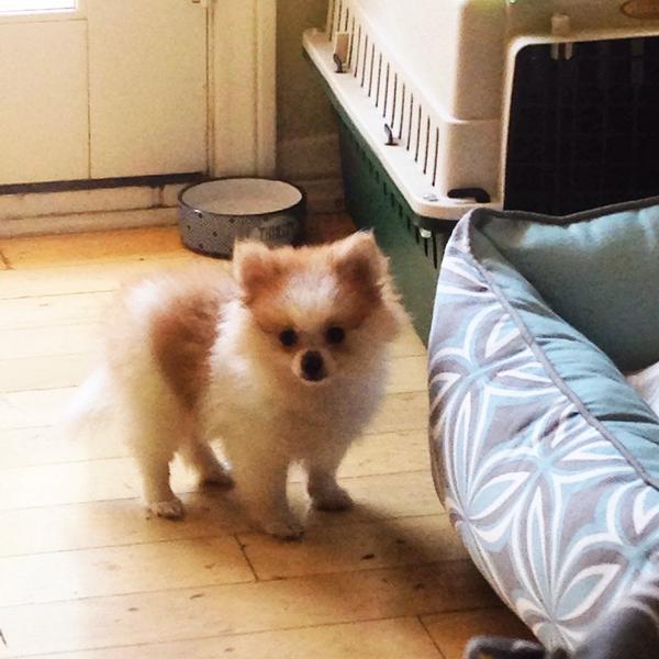 KevinGabai's tweet photo. The newest member to the family , meet Romeo http://t.co/rkcVjeTXyN