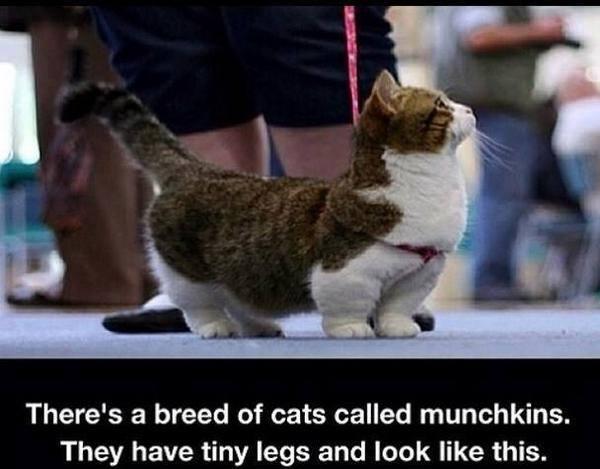"<a href="/Awkwardgoogle/">Interesting things</a>: Munchkins " I want one of these :)))) <a href="/Keith_Stanger/">Keith Stanger</a>