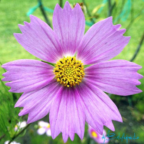 EstudioPrinter's tweet photo. Cada #lugar es un #paraíso si se lo sabe #valorar... #flor #naturaleza #Ecuador https://t.co/7eUAPBKOyG http://t.co/H0MbldMDZa