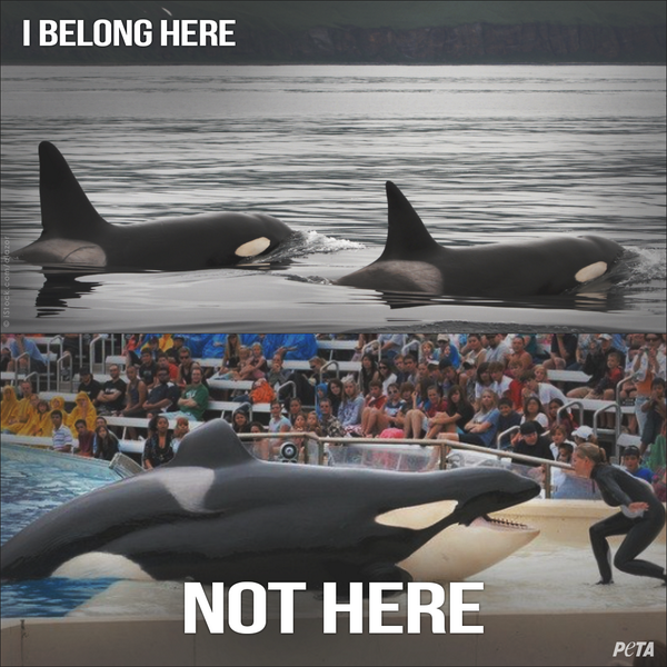 Dear <a href="/richardbranson/">Richard Branson</a> &amp; <a href="/Virgin/">Virgin</a>,
 
PLEASE don't support #SeaWorld ABUSEment parks.

RT &amp; SIGN: peta.vg/virgin