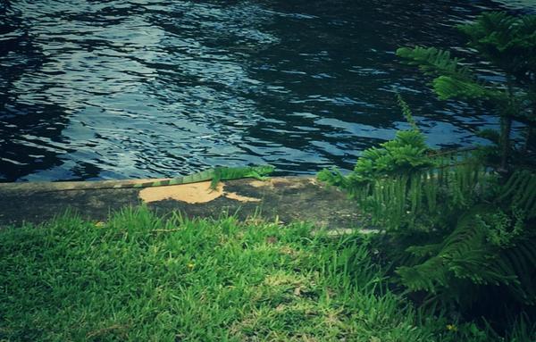 DominiqueAvaBen's tweet photo. #friday #nature #fortlauderdale office life! http://t.co/tfD7DXF47V
